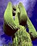 Giant Saguaro Cactus 20 Seeds - Carnegea gigantea -HUGE