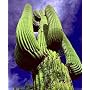 Giant Saguaro Cactus 20 Seeds - Carnegea gigantea -HUGE