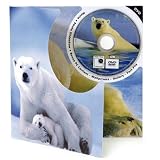 Polar Bear DVD Theme Card - Blank Greetings Card For Any Occasion
