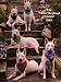 The White German Shepherd Annual - 2003 (Volume 10)