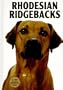 Rhodesian Ridgebacks