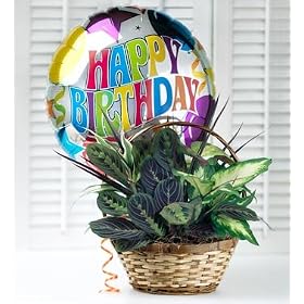 Birthday Dish Garden from Florist