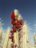 Cacti in Flower, Elqui Valley, Chile, South America Subject Photographic Poster Print by Mark Chivers, 30x40