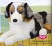 Plush Outback Australian Shepherd 18