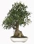 Brussel's Taiwan Ficus Specimen Tree