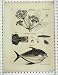 1809 Opah Fish Ophidium Barbalum Opoponax Old Print