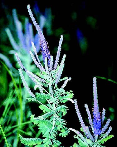Lead Plant (Amorpha canescens) - 200 Pure Live Seed Packet Lead Plant (Amorpha canescens) - 200 Pure Live Seed Packet