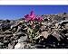 Photographic Prints of Dwarf Fireeweed Broadleaved Willowherb from ArcticPhoto