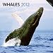 Whales 2012 Square 12X12 Wall Calendar
