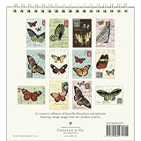 Butterflies Butterfly Cavallini 2009 Vintage Prints easel desk calendar 6 by 6.5 inches Cream Laid paper finish