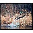 Mallard Duck Flying Off Lake Hunting Framed Art Poster Print - 20" X 16"