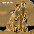 Meerkats 2013 Square 12X12 Wall Calendar