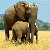 Elephants 2009 Wall Calendar