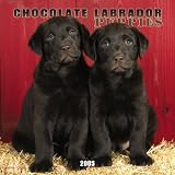 Chocolate Labrador Retriever Puppies 2005 Wall Calendar