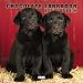 Chocolate Labrador Retriever Puppies 2005 Wall Calendar