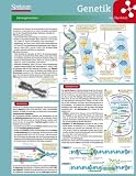 Lerntafel: Genetik im &Uuml;berblick (Lerntafeln Biologie) - Lerntafeln Biologie