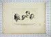1809 Antique Print Heads Cartoons Hampton Court Hogarth
