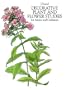 Decorative Plant and Flower Studies for Artists and Craftsmen (Dover Pictorial Archive)