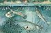 Guppies and Minnows Are Good Fish to Have for Mosquito Control - 18