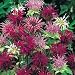 BeeBalm Panorama Mix Perennial 4 Plants