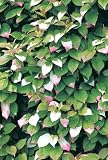 Review Crocus  / Actinidia kolomikta