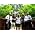Thumbnail image of Maroon 5