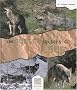 Les quatre saisons du loup