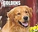 Just Goldens 2017 Box Calendar (Dog Breed Calendars)