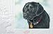 Otis Black Lab Boxed Christmas Cards - 16 Cards & 17 Envelopes