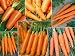 Carrot Lovers Set of 6 (Jumbo)
