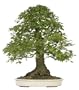 Brussel's Trident Maple Specimen Tree