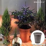 (観葉)もみの木とソーラーイルミネーションライト・アンティーク調樹脂ポット(ダークチャコール)のお買い得セット 本州・四国限定[生体]