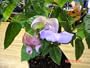 Snail Flower