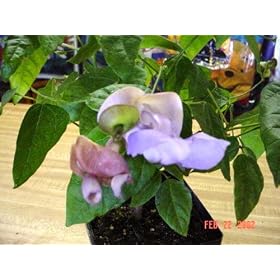 Snail Flower