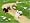 Petz Dogz 2