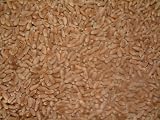 Hard Red Winter Wheat Sprouting Seeds