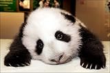 How Talk To Pandas (Spanish Edition)