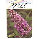 【ブッドレア 苗】ブットレア ピンクパール 3年生苗