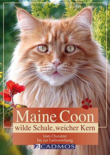 Maine Coon - Wilde Schale weicher Kern: Vom Charakter bis zur Farbvererbung (Cadmos Heimtierbuch) (German Edition)