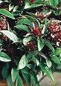 Tropica - Kr&auml;uter - Thai - Basilikum (Ocimum basilicum) - 200 Samen