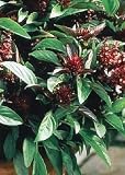 Tropica - Kräuter - Thai - Basilikum (Ocimum basilicum) - 200 Samen