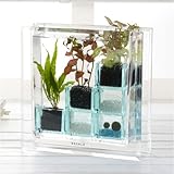 【日比谷花壇】【ネット限定】アクアプランツ 「サマーキューブ」