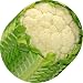 Rikki KnightTM Cauliflower Art Coasters - Beer Coasters - Drink Coasters (Set of 4) - Ideal Gift for all Occassions
