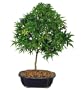 Brussel's Japanese Maple 'Sharps Pygmy' Outdoor Bonsai Tree