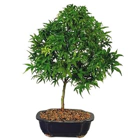 Brussel's Japanese Maple 'Sharps Pygmy' Outdoor Bonsai Tree