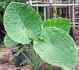 Humongous Thailand Elephant Ear Plant - Colocasia