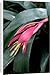 Canvas Prints of DAD-1863 Billbergia windii - Hybrid bromeliad - a secluded high-walled garden from Ardea Wildlife Pets