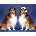 Pet Star Interfaith Cards - Shelties by  Pet Star Photography