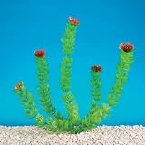 15 INCH - Aquarium Plants - Foxtail