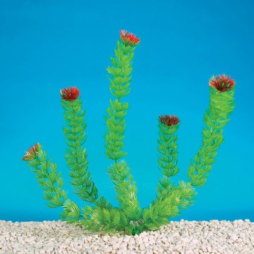 Aquarium Plants - Foxtail 8 INCH